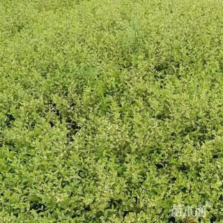 高度35厘米银姬小蜡