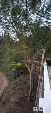 高度600厘米兰花