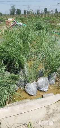 高度46厘米芦苇