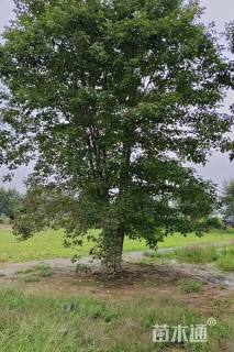 高度800厘米丛生美国红枫