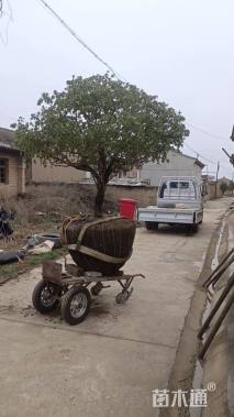 高度180厘米牡丹