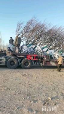 16公分八棱海棠