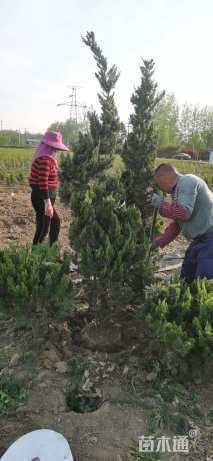 高度180厘米龙柏