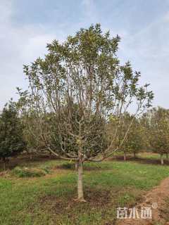 15公分八棱海棠