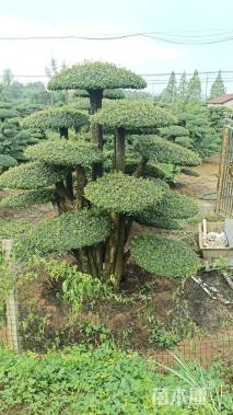 30公分对节白蜡