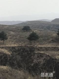 高度600厘米油松