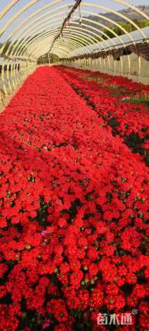 高度20厘米美女樱