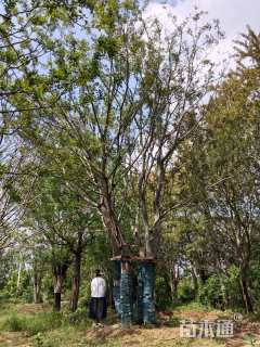 100公分(4杆)丛生朴树