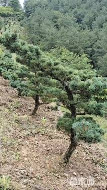 高度60厘米金叶五针松