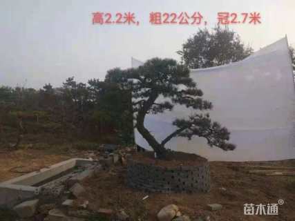 15公分造型黑松