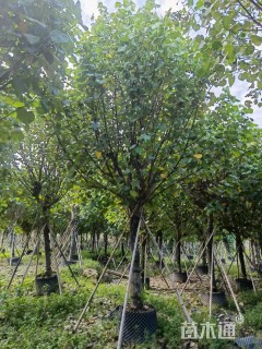 高度500厘米黄堇