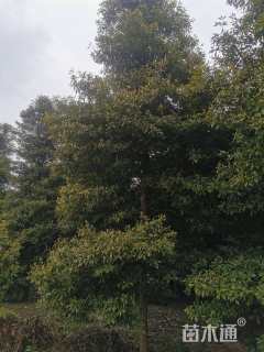 15公分金丝楠木