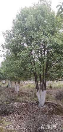 50公分丛生香樟