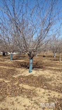 20公分染井吉野樱