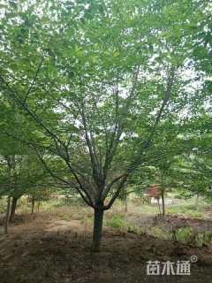 18公分日本晚樱