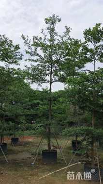 10公分小叶榄仁