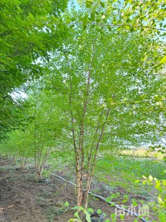 高度7厘米丛生白桦