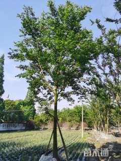 18公分朴树