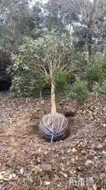 10公分大叶女贞