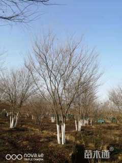 10公分(5杆)丛生朴树