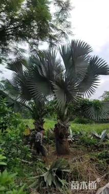 裸干高150厘米霸王棕