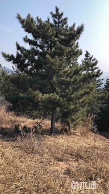 高度700厘米油松