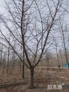 25公分嫁接银杏