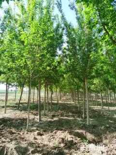 12公分绿叶复叶槭