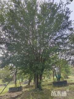 100公分丛生榔榆