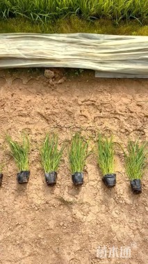 高度100厘米羽绒狼尾草