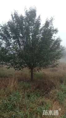 15公分绚丽海棠