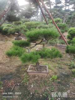 高度150厘米黑松