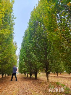 15公分欧洲鹅耳枥