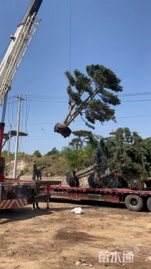 15公分造型油松