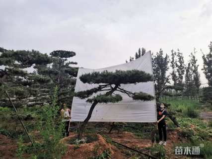 18公分造型油松