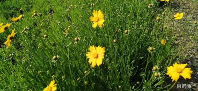 金鸡菊种子金鸡菊种子