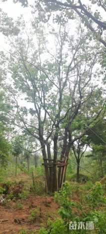 50公分(5杆)丛生乌桕