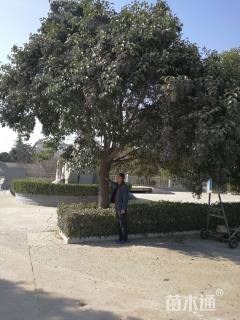 25公分大叶女贞