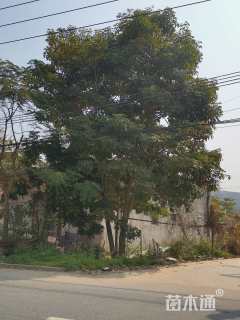 32公分紫花风铃木