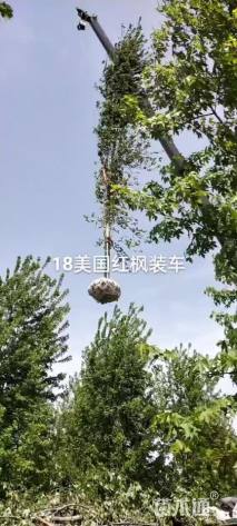 22公分美国红枫