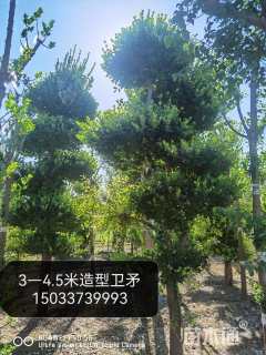 高度400厘米卫矛