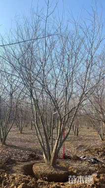 15公分(5杆)丛生朴树