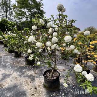 高度150厘米木绣球