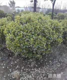 冠幅180厘米金边黄杨球