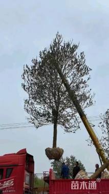 17公分美国红枫-红冠