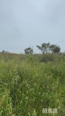 16公分日本红枫