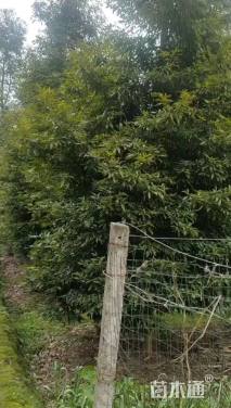 12公分金丝楠木