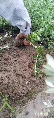 高度40厘米灌从石蚕