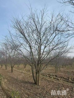 移栽苗丛生朴树