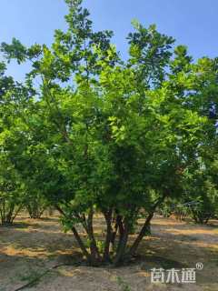 高度900厘米丛生蒙古栎